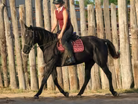Kobila, Quarter Horse — fotografija 5
