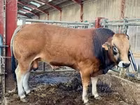 雄牛, Partenaise cattle — 写真 5