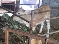İnək, Swiss cattle — foto 1