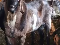 Kozioł, Nubian Goat — zdjęcie 2