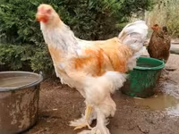 Brahma — foto 2