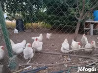 Chickens — fotografija 4