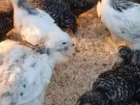Chickens — zdjęcie 4