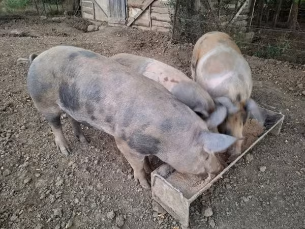 Verrat, Porcs — Hongrie