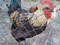 Ayam Cemani — zdjęcie 3