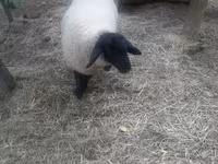 Ovan, White Suffolk sheep — fotografija 2