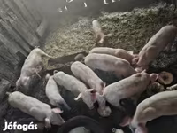 公猪, Крупная белая — 照片 2