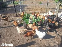 Chickens — 照片 6