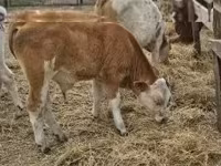 Goveda (partija, pol nije naveden), Simmental cattle — fotografija 6