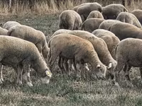 Ovca, Ile-de-France sheep — fotografija 4
