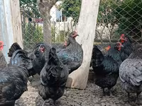 Australorp — zdjęcie 5
