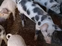 猪（批次，未指定性别）, Pigs — 照片 1