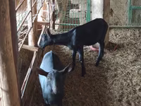 Echki, Alpine goat — 2-rasm