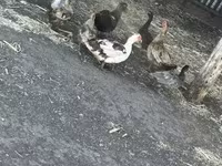 Ducks — foto 7