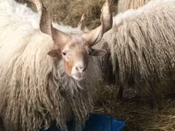 Oveja, Racka sheep