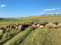 Sheep, Sheep — photo 4