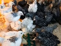 Chickens — foto 1