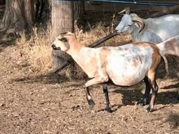 Вівця, Cameroon sheep