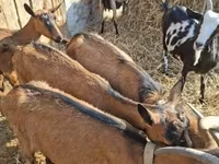 बकरा, Alpine goat — फ़ोटो 2