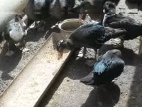 Ducks — foto 2