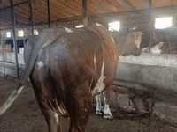 Cow, Simmental cattle — photo 2
