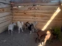 Cabro, Cabras — foto 2