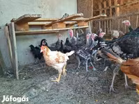 Turkeys — फ़ोटो 2