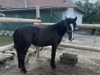 Caballo, Caballos — foto 2