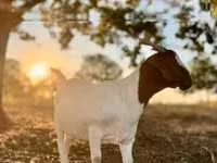 Echki, Boer goat — 1-rasm