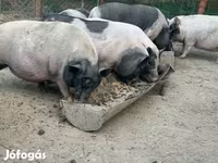 Schweine (Partie, Geschlecht nicht angegeben), Schweine — Foto 4