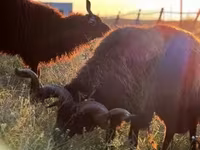 雌羊, Racka sheep — 写真 5