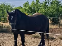 母马, Horses — 照片 1