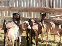 Billy Goat, Nubian Goat — photo 5