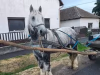 Kobila, Percheron — fotografija 5
