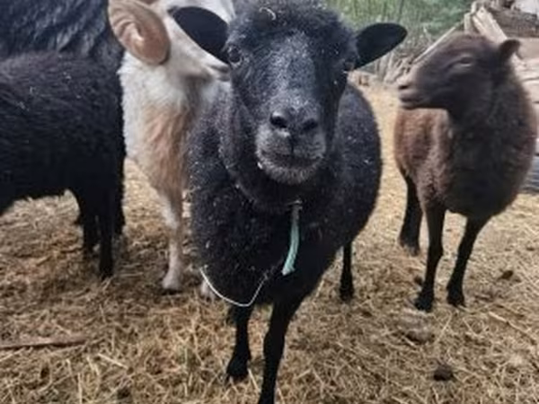 Oveja, Ouessant sheep
