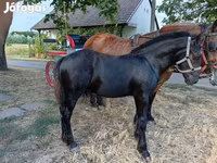Hengst, Pferde — Foto 3