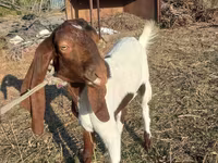 Cabra, Kamori goats — foto 1