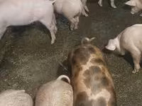 猪（批次，未指定性别）, Pigs — 照片 5