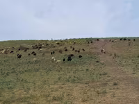 Qoç, Qoyunlar — foto 6