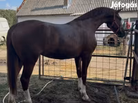 Kobila, Hungarian horse breed — fotografija 1