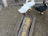 Ducks — 写真 3