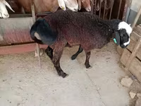 雄羊, Blackheaded Persian sheep — 写真 5