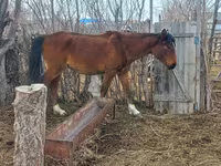 Kobyła, Kazakh horse — zdjęcie 5