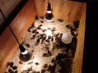 Quails — fotografija 1