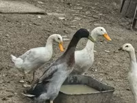 Geese — fotografija 4