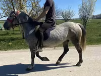 Kobyła, Konie — zdjęcie 4