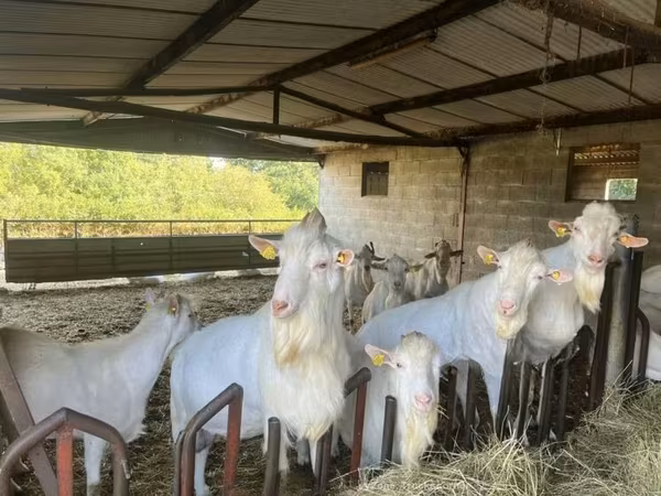 Kozioł, Saanen goat