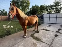 Kobila, Haflinger — fotografija 2