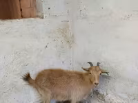 Koza, Saanen goat — zdjęcie 3