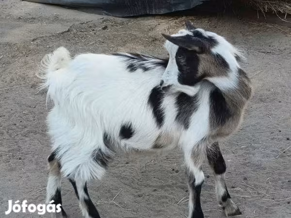 Ziegenbock, Ziegen